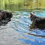 Widny Jas Zaprasza Z Psem Nad Jezioro Na Kaszuby *