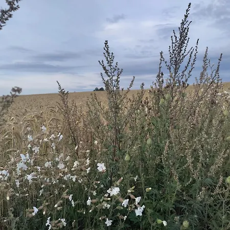 Widny Jas Zaprasza Z Psem Nad Jezioro Na Kaszubach * Суленчино