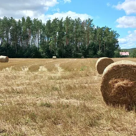 Widny Jas Zaprasza Z Psem Nad Jezioro Na Kaszubach