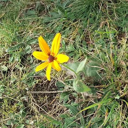 Widny Jas Zaprasza Z Psem Nad Jezioro Na Kaszubach