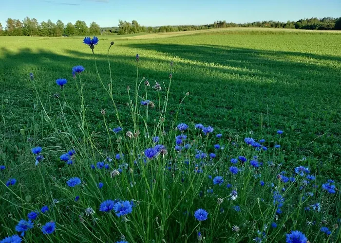 Widny Jas Zaprasza Z Psem Nad Jezioro Na Kaszubach *