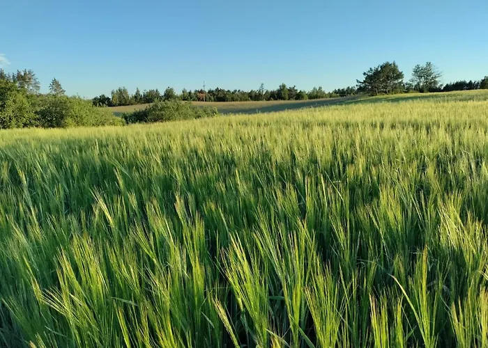 Widny Jas Zaprasza Z Psem Nad Jezioro Na Kaszubach Sulęczyno