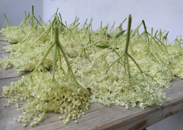 Дом отдыха Widny Jas Zaprasza Z Psem Nad Jezioro Na Kaszubach *