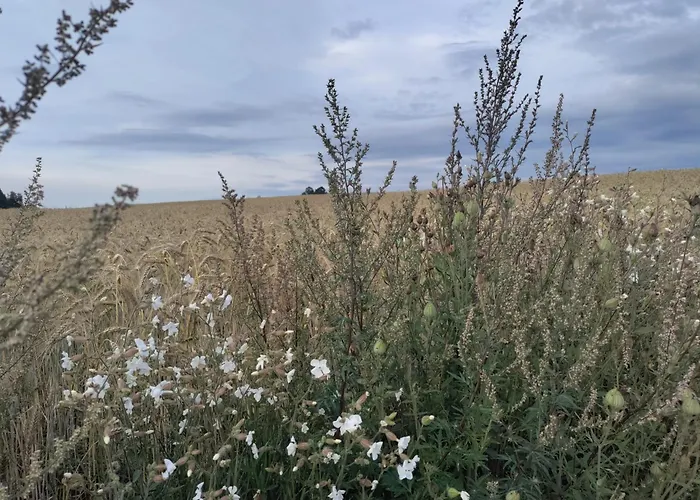 Widny Jas Zaprasza Z Psem Nad Jezioro Na Kaszubach * Sulęczyno