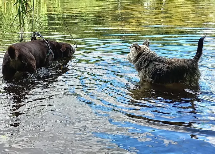 Widny Jas Zaprasza Z Psem Nad Jezioro Na Kaszubach *