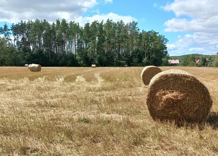 Widny Jas Zaprasza Z Psem Nad Jezioro Na Kaszubach