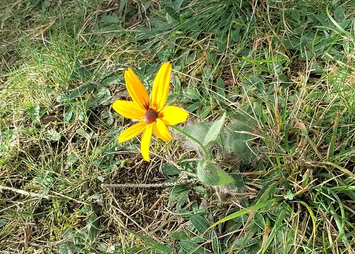 Widny Jas Zaprasza Z Psem Nad Jezioro Na Kaszubach