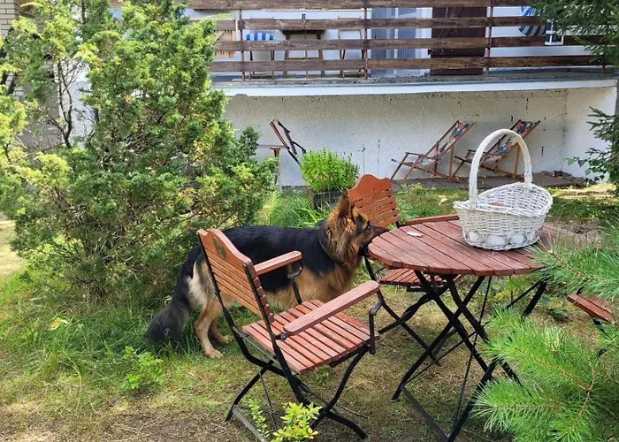 Widny Jas Zaprasza Z Psem Nad Jezioro Na Kaszubach