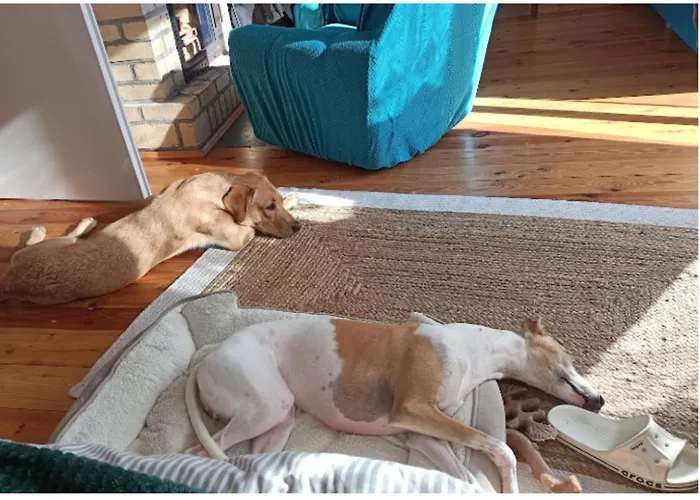 Дом отдыха Widny Jas Zaprasza Z Psem Nad Jezioro Na Kaszubach *